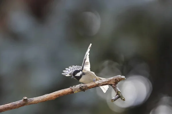 Close Portrait Songbird Twig Strong Backlight Neutral Background Wonderful Bokeh — стоковое фото