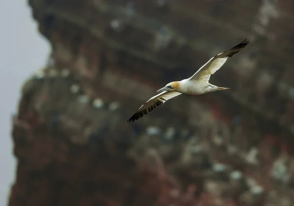 コントラストの背景に飛んで 偉大な白いカラフルな海鳥のクローズアップ肖像画 北の惑星モラス バサヌス — ストック写真