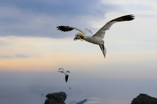 Gros Plan Portrait Grand Oiseau Mer Blanc Coloré Volant Sur — Photo