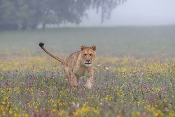 カメラに直接カラフルな花でいっぱいのサバンナを通って霧の朝に実行されている雌ライオンのクローズアップ肖像画 自然ライオン パンテラレオのトップ捕食者の印象的なシーン — ストック写真