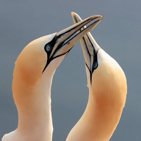 Foto Close Grandes Pássaros Brancos Cor Mar Namoro Gannet Norte — Fotografia de Stock