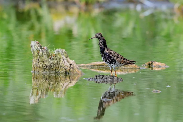 Foto Close Ruff Vestido Noiva Philomachus Pugnax — Fotografia de Stock