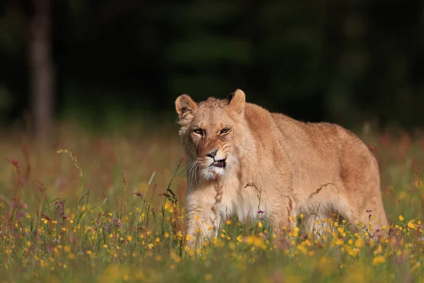 Retrato Perto Uma Leoa Numa Savana Ensolarada Melhor Predador Num — Fotografia de Stock