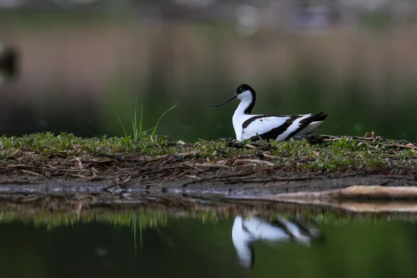 Foto Close Wader Raro Com Bico Longo Fino Curvado Para — Fotografia de Stock