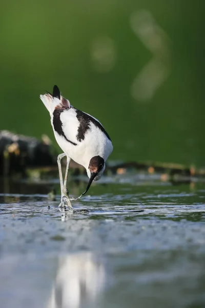 長い細いくちばしを上向きに湾曲した珍しい歩行者のクローズアップ写真 絶滅危惧種に指定されています チェコ共和国 Pied Avocet Recurvirostra Avosetta — ストック写真