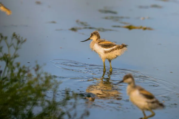 Photo Gros Plan Très Jeune Échassier Rare Avec Long Bec — Photo