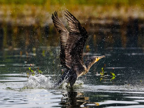 Close Opname Van Great Cormorant Beginnend Bij Het Meer Oppervlak — Stockfoto