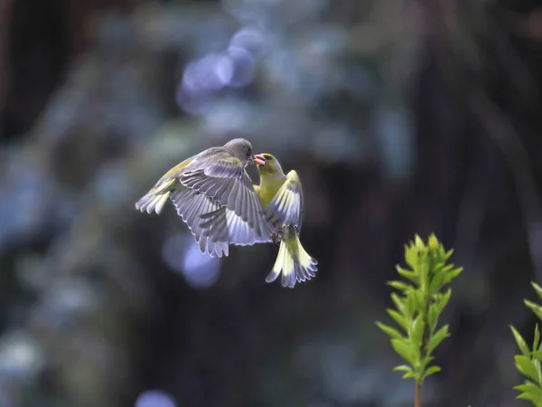 Engeltjes Een Romantische Foto Van Twee Geel Groene Zangvogels Lucht — Stockfoto