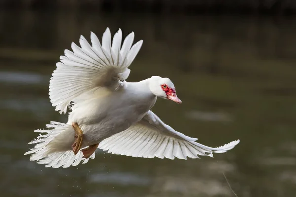 Photo Gros Plan Gros Canard Blanc Visage Rouge Distinctif Volant — Photo