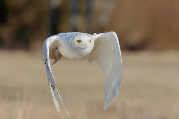 一只巨大而强壮的白色猫头鹰 长着大大的黄色眼睛和宽阔的翅膀 在草原上空直飞向摄影师 背景是浅褐色的草 大雪猫头鹰 布波扫描仪 — 图库照片