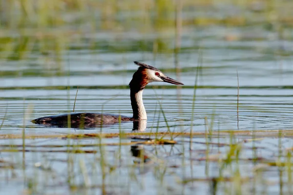 A great grebe swims on the lake\'s surface in the midlle of lake grass. Close-up photo of real wildlife. Great Crested Grebe, Podiceps cristatus.