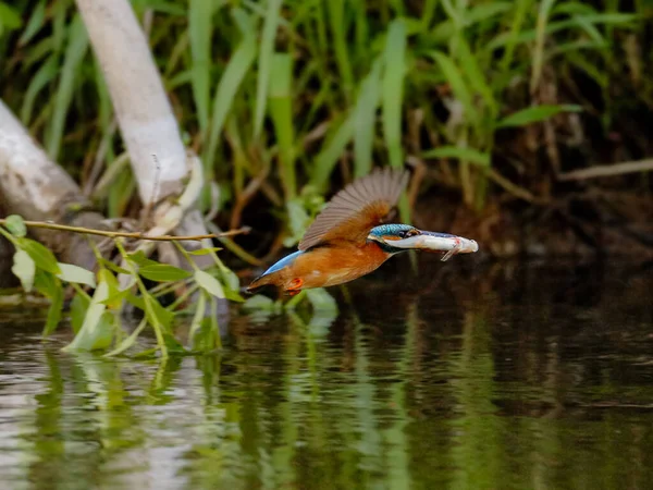 Retrato Cerca Common Kingfisher Volando Con Peces Capturados Alcedo Este —  Fotos de Stock