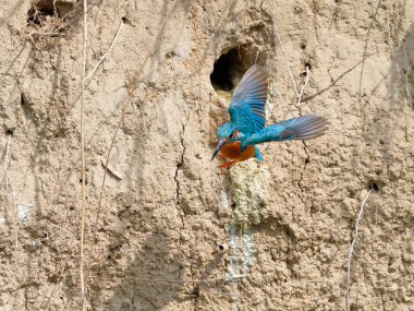 Kingfisher 'ın yuvadan çıkarken çekilmiş yakın plan fotoğrafı. Ortak Kingfisher, Alcedo bu işte