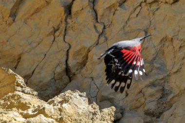 Dağ uçan mücevheri, bir kayanın etrafında uçarak böcekleri ve diğer böcekleri arıyor. Kırmızı kanatlı gri kuş. Palava Hills, Çek Cumhuriyeti. Duvarcı, Tichodroma Muraria.