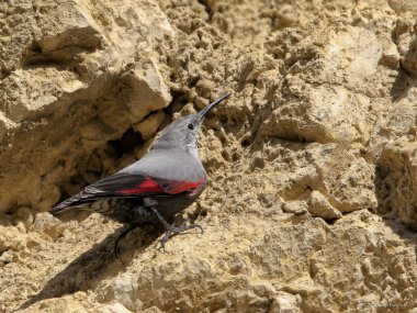 Dağ uçan mücevheri, bir kayanın üzerine atlamak, böcekleri ve diğer böcekleri aramak. Kırmızı kanatlı gri kuş. Palava Hills, Çek Cumhuriyeti. Duvarcı, Tichodroma Muraria.