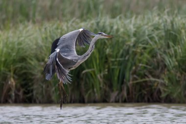 Gri balıkçıl göl yüzeyine inerken yakın plan fotoğraf. Gri Heron, Adrea Cinerea.