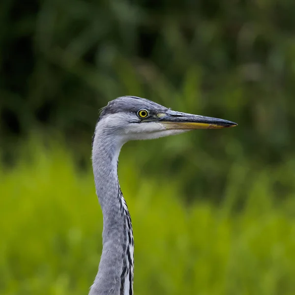 Gros Plan Portrait Héron Gris Qui Cache Sur Une Prise — Photo