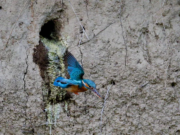 Zbliżenie Zdjęcia Kingfishera Wychodzącego Gniazda Typowe Kingfisher Alcedo Tym — Zdjęcie stockowe