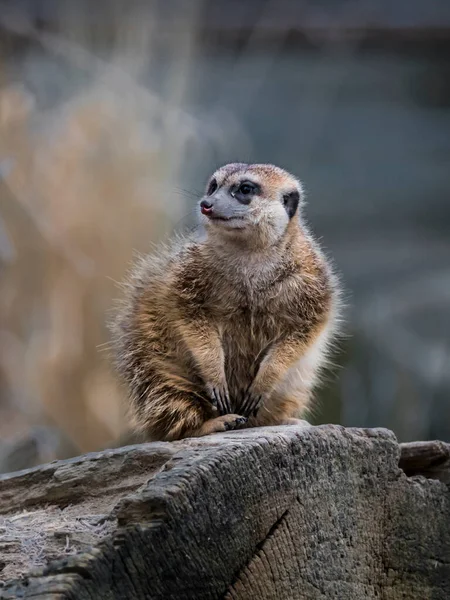 Detailní Portrét Surikaty Meerkat Suricata Suricatta — Stock fotografie