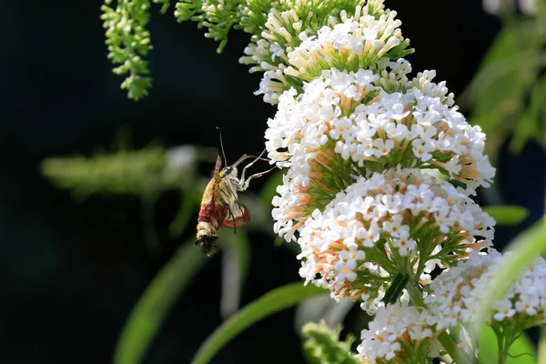 夏の詩的な写真 夏のライラック 蝶の茂み の開花時に広縁の蜂の鷹蛾と蜜を吸います ヘマリス フコイミスとブドリア ダヴィディ — ストック写真