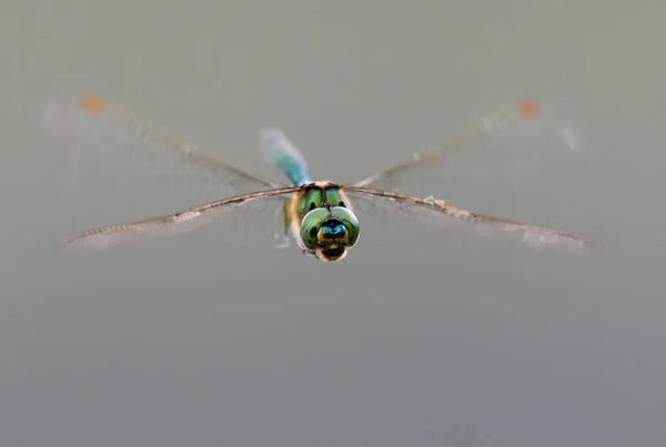 Κοντινή Φωτογραφία Του Dragonfly Διαφανή Φτερά Ουδέτερο Πολύχρωμο Φόντο Ανακόπτης — Φωτογραφία Αρχείου