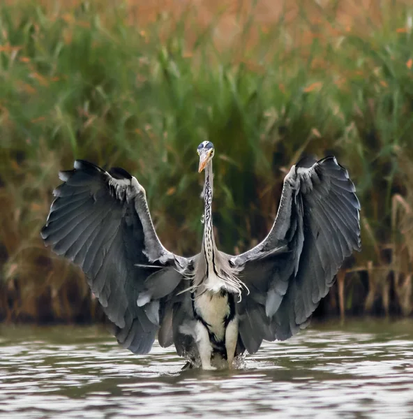 Foto Primer Plano Del Aterrizaje Garza Gris Superficie Del Lago —  Fotos de Stock