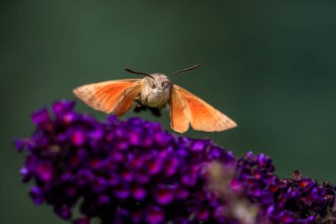 Yaz şairane bir fotoğraf. Sinekkuşu atmaca güvesi çiçek açan yaz leylağı (kelebek çalısı) etrafında yüzer ve bir nektar emer. Macroglossum stellatarum, Buddleia davidii.