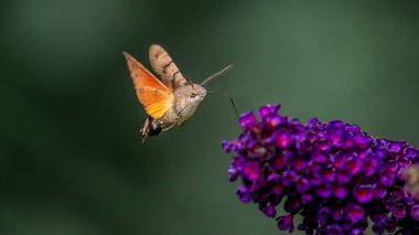 Yaz şairane bir fotoğraf. Sinekkuşu atmaca güvesi çiçek açan yaz leylağı (kelebek çalısı) etrafında yüzer ve bir nektar emer. Macroglossum stellatarum, Buddleia davidii.