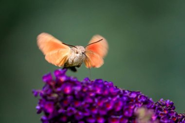 Yaz şairane bir fotoğraf. Sinekkuşu atmaca güvesi çiçek açan yaz leylağı (kelebek çalısı) etrafında yüzer ve bir nektar emer. Macroglossum stellatarum, Buddleia davidii.