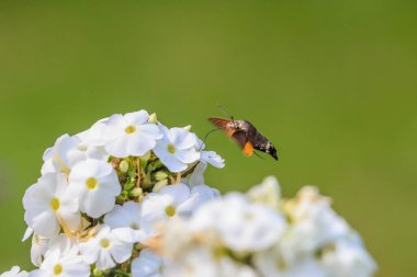 Yaz şairane bir fotoğraf. Sinekkuşu güvesi beyaz yaz çiçeğinin etrafında yüzer ve bir nektar emer. Macroglossum stellatarum, Phlox paniculata.