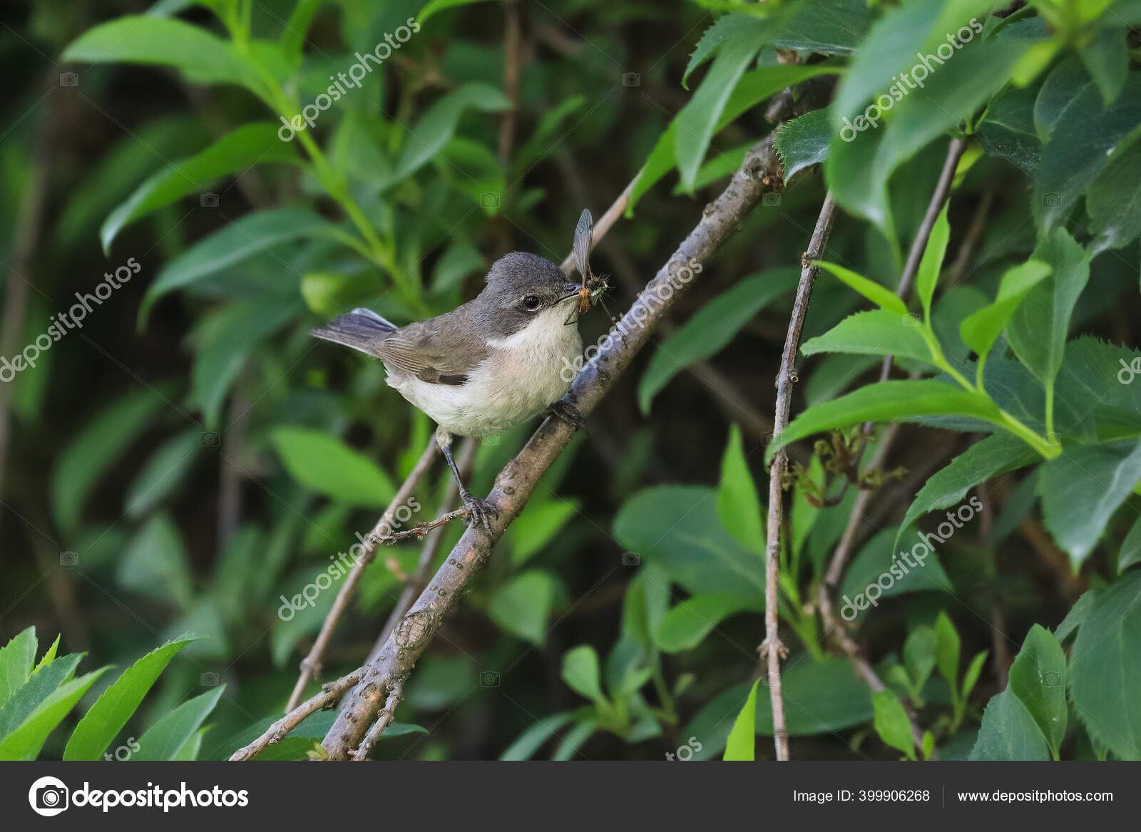 Nærbillede Warbler Med Næb Fyldt Med Insekter Sangfugl Naturligt Habitat —  Stock-foto © DanielDunca #399906268