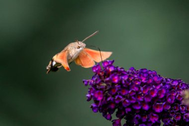 Yaz şairane bir fotoğraf. Sinekkuşu atmaca güvesi çiçek açan yaz leylağı (kelebek çalısı) etrafında yüzer ve bir nektar emer. Macroglossum stellatarum, Buddleia davidii.