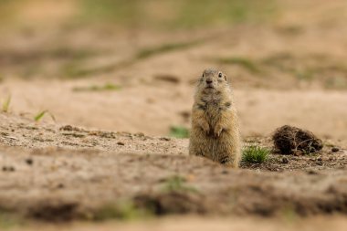 Avrupalı bir sincabın detaylı fotoğrafı, Avrupa souslik 'i olarak da bilinir, doğal ortamında. Spermophilus citellus