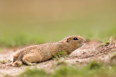 Avrupalı bir sincabın detaylı fotoğrafı, Avrupa souslik 'i olarak da bilinir, doğal ortamında. Spermophilus citellus
