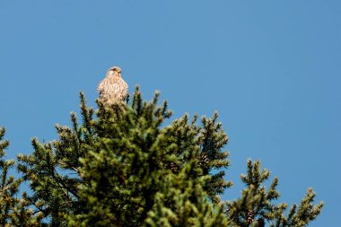 Mavi gökyüzünün tarafsız arka planında yırtıcı bir kuşun yakın plan fotoğrafı. Yaygın Kerkenez, Falco tinnunculus. 