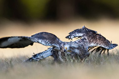 Avlanmaya çalışan yaralı akbabanın yakın plan fotoğrafı. Kaba bacaklı şahin, Buteo lagopus.