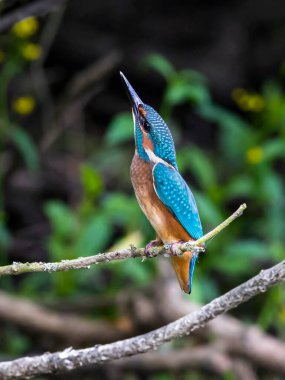 Dal üzerinde pusuya yatmış bir balıkçının portresi yeşil bir çalılığın arka planında. Uçan mücevher. Ortak balıkçı, Alcedo bu işte.
