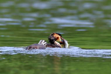 Gençlik sorunları. Yetişkin yunus balığı büyük bir turna balığı yakalamış ve genç olan balığı çalmaya çalışıyor. Vahşi yaşamın harika aksiyon sahnesi. Büyük Armalı Yunus, Podiseps kriteri.