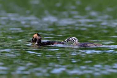 Gençlik sorunları. Yetişkin yunus balığı büyük bir turna balığı yakalamış ve genç olan balığı çalmaya çalışıyor. Vahşi yaşamın harika aksiyon sahnesi. Büyük Armalı Yunus, Podiseps kriteri.