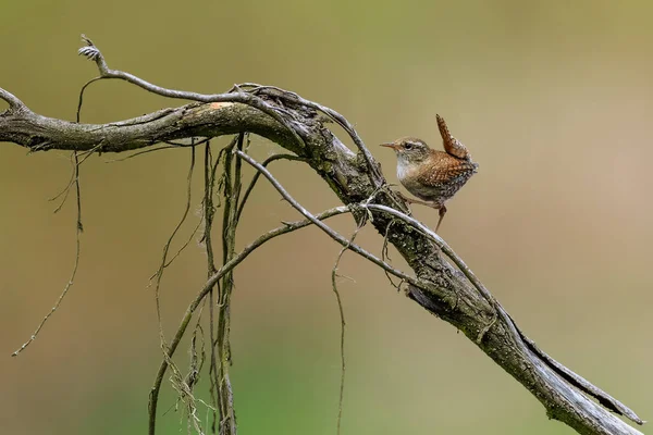 Retrato Cerca Eurasian Wren Winter Wren Troglodytes Troglodytes — Foto de Stock