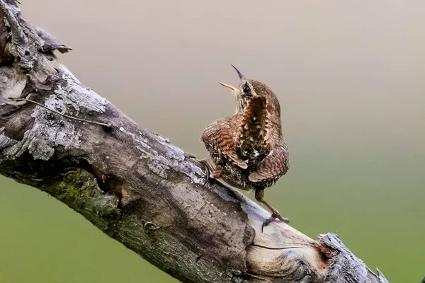 Avrasyalı Wren 'in yakın plan portresi, Kış Wren, Troglodit trogloditleri.