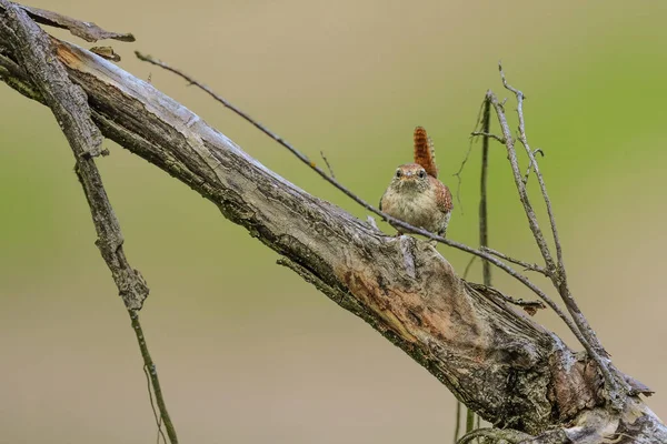 Avrasyalı Wren 'in yakın plan portresi, Kış Wren, Troglodit trogloditleri.