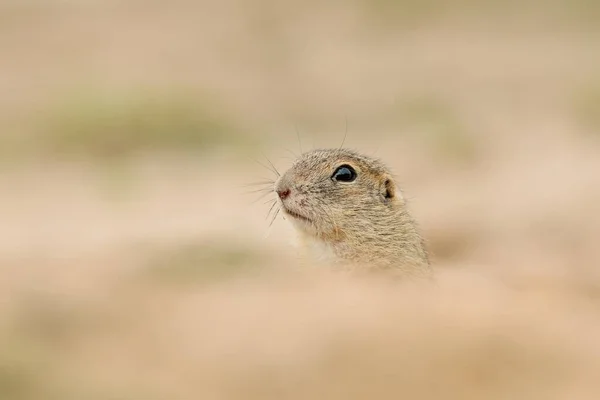 Foto Detallada Una Ardilla Terrestre Europea También Conocida Como Souslik — Foto de Stock