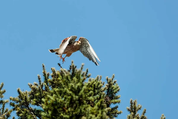 Mavi gökyüzünün tarafsız bir zemininde izole edilmiş, dinamik bir şekilde uçan yırtıcı bir kuşun yakın plan fotoğrafı. Yaygın Kerkenez, Falco tinnunculus. 