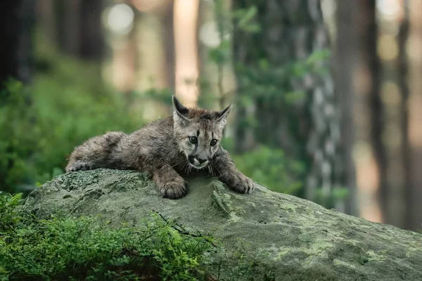 Gros Plan Très Jeune Couguar Mâle Mignon Lors Une Expédition — Photo