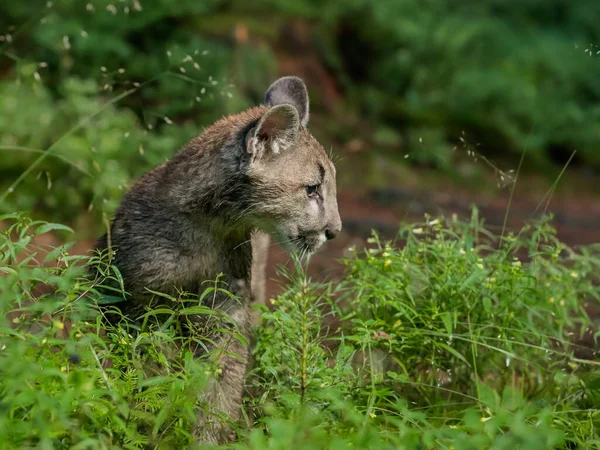 Close Portret Van Een Zeer Jonge Schattige Cougar Een Bos — Stockfoto