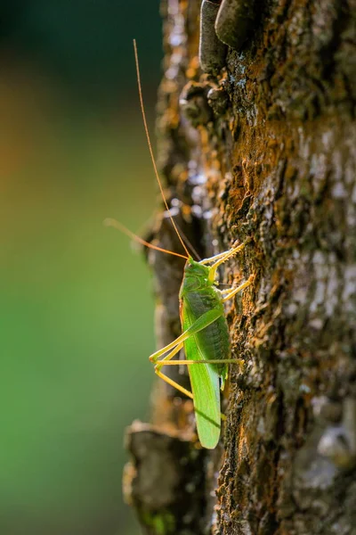 Photo Gros Plan Grand Bush Grillon Vert Assis Sur Tronc — Photo