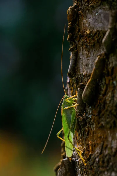 在壮观的灯光下 大绿树蟋蟀坐在树干上的特写照片 Tettigonia Viridissima — 图库照片