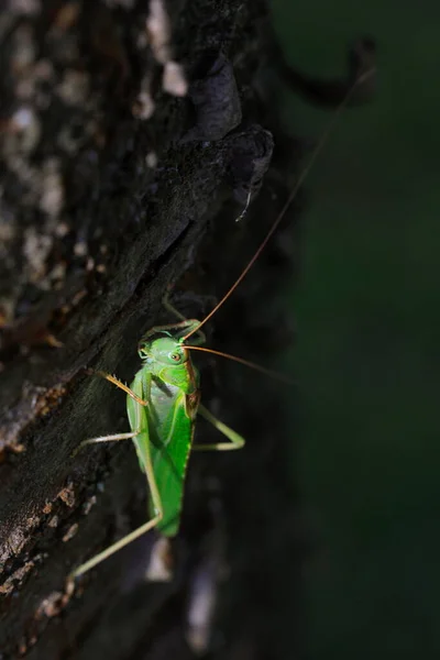 Close Photo Great Green Bush Cricket Sitting Tree Trunk Magnificent — Stock Photo, Image