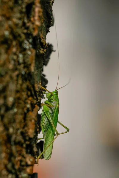 Foto Cerca Del Gran Grillo Verde Sentado Tronco Del Árbol — Foto de Stock